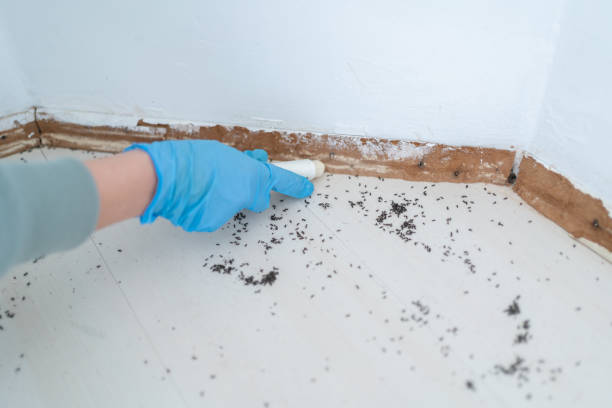Best Pest Control Near Me  in Emerd Mountain, AL